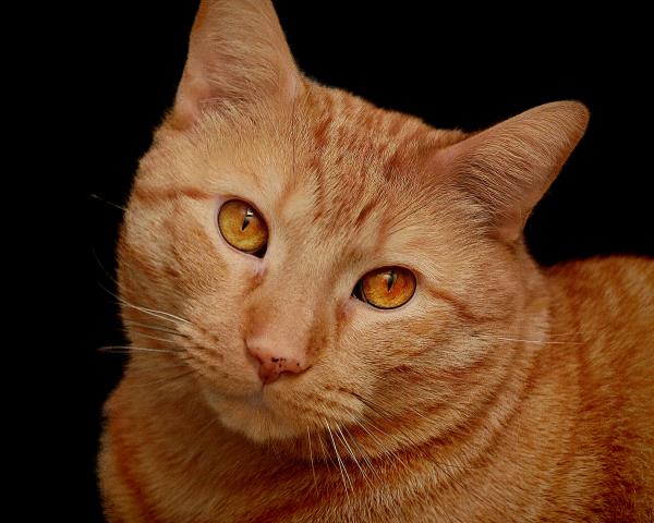 /Images/uploads/Cat Welfare Association/CatWelfare/entries/33915thumb.jpg